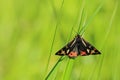 Wood tiger moth Royalty Free Stock Photo