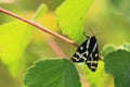 Wood tiger moth Royalty Free Stock Photo