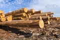 Wood timber construction material for background and texture.. Timber. Summer, blue sky. Raw. Industries Royalty Free Stock Photo