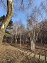 Wood trail in a park in late Fall Royalty Free Stock Photo