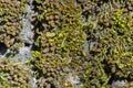 Wood tree bark with tiny moss grass macro wallpaper Royalty Free Stock Photo