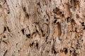 Wood tree decay from damage from termite Royalty Free Stock Photo