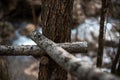 Wood tree path logs forest rustic hiking copy space