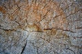 Wood Tree Rings Background. Annual growth rings on a log. Royalty Free Stock Photo