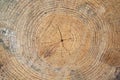 Wood tree rings Royalty Free Stock Photo