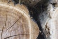 Wood with tree rings Royalty Free Stock Photo
