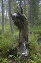 wood tree root shape inanimate mystical wildlife forest nature gray green snag