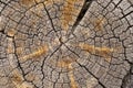 Wooden detailed texture of cut tree trunk or stump, closeup. Rough organic tree rings. Tree trunk cross-section Royalty Free Stock Photo