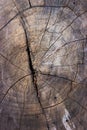 Wood Tree Stump Texture Background