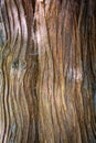 Wood tree texture Royalty Free Stock Photo