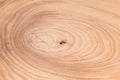 Wood tree texture Royalty Free Stock Photo