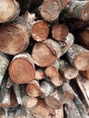 Wood , trees that have been cut into pieces , firewood Royalty Free Stock Photo
