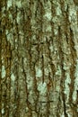 Wood trees skin texture that seamless pattern of bark textures Royalty Free Stock Photo