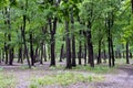 Wood trees in summer day