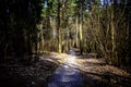 Wood. Trees. Walking path.Autumn wood. Royalty Free Stock Photo