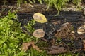 Wood trunk with bryophytes and fungi Royalty Free Stock Photo