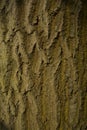 Wood trunk tree trunk bark pattern Royalty Free Stock Photo