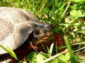 Wood Turtle close