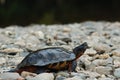 Wood turtle on river stones Royalty Free Stock Photo