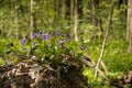 wood violet bush grow in nutrient rich black soil, plant macro in a meadow of forest thickets, fresh vegetation in sunshine, Royalty Free Stock Photo