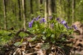 Wood violet bush, plant flower macro in a meadow of forest thickets, fresh seasonal vegetation happy in sunshine Royalty Free Stock Photo