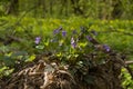 Wood violet flower bush grow in meadow soil of forest thickets, plant macro fresh seasonal vegetation in direct sunshine, blurred Royalty Free Stock Photo