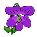 Wood violet flower illustration vector isolated