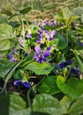 Wood violet flowers (Viola odorata) Violaceae species blooming in the forest early spring