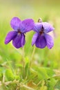 Wood violet Viola odorata blooming