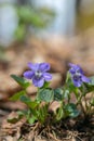 A wood violet (viola riviniana).