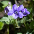 Wood Violet, Viola riviniana RCHB, flowering in the spring sunshine