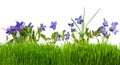 Violets flowers in grass isolated Royalty Free Stock Photo
