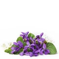 Wood violets flowers Royalty Free Stock Photo