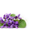Wood violets flowers Royalty Free Stock Photo