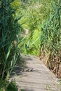 Wood walking alley between green reed with selective focus of it Royalty Free Stock Photo