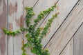 Wood wall green ivy plant.