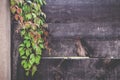 Wood wall with green leaves background in garden Royalty Free Stock Photo
