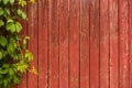 Wood Wall with The Ivy for Nature Background. Copy Space for Text Royalty Free Stock Photo