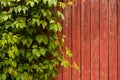 Wood Wall with The Ivy for Nature Background. Copy Space for Text Royalty Free Stock Photo