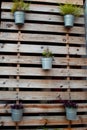 wood wall and plantas Royalty Free Stock Photo