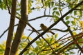 Wood warbler caught a bug