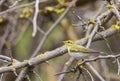 Wood Warbler on a Lichened Branch