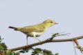 Wood warbler in natural habitat / Phylloscopus sibilatrix Royalty Free Stock Photo