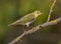 Wood warbler (Phylloscopus sibilatrix)