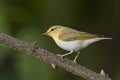 Wood warbler (Phylloscopus sibilatrix)