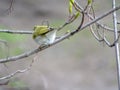 Wood warbler Phylloscopus sibilatrix perched on a tree branch in a bright April day