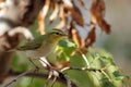 Wood warbler, Phylloscopus sibilatrix.