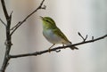 Wood warbler Phylloscopus sibilatrix Royalty Free Stock Photo