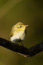 Wood Warbler