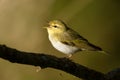 Wood Warbler